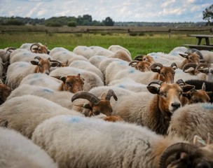 hert of sheep in a meadow with one sheep looking up