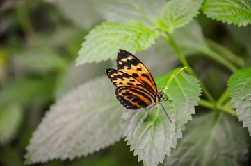 Closeup of colourful butterfly on green leaves