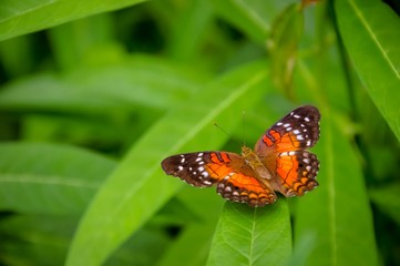 Obraz na płótnie Canvas Closeup of colourful butterfly on green leaves