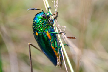 Jewel beetle in field macro shot