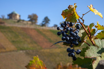 Weinrebe mit Trauben, unscharf im Hintergrund herbstliche Weinberge und die Grabkapelle Rotenberg