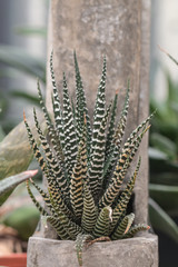 Zebra Haworthia Fasciata suculent plant.Cactus and Succulent a hobby plants.