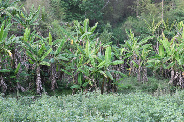View of a banana tree farm in Thailand