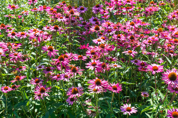 Echinacea Coneflower