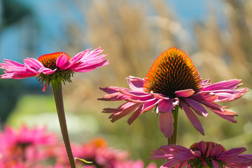 Echinacea Coneflower