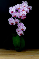 Orchid on wooden table, with black background