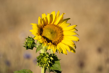 Sunflower