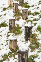 Wooden posts in the snow