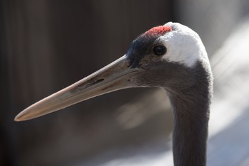 Fototapeta premium bird at the zoo