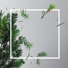 Creative layout made with fir tree branches on bright background with frame. Christmas New Year minimal concept.