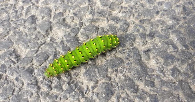 A close-up of an Emperor moth caterpillar with its vibrant green color with yellow dots and transverse bands of black.