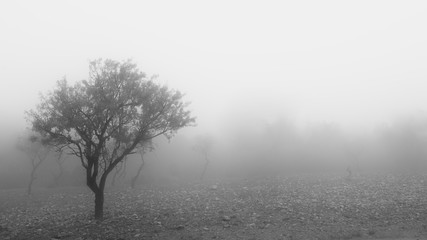Obraz na płótnie Canvas Almond trees in fog