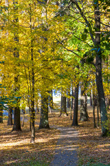 Fototapeta premium Autumn landscape. Pathway in the autumn park