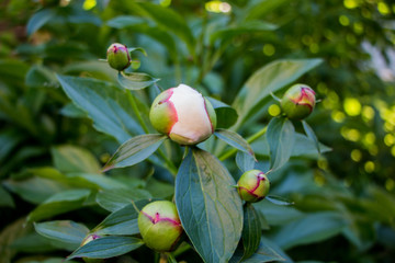 Peony. Peony bud. Spring flowers and green leaf
