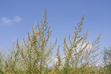 ragweed