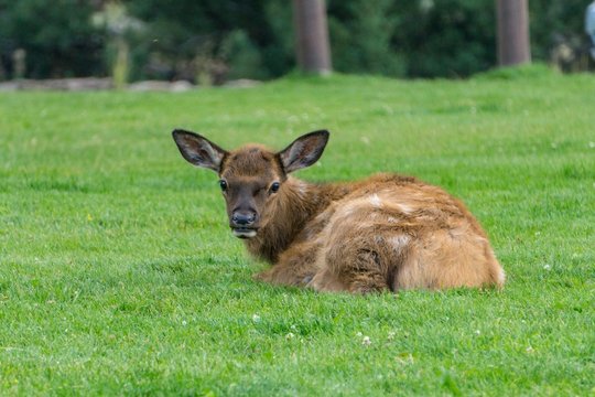 Elk IN Grass