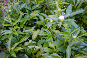 Peony. Peony bud. Spring flowers and green leaf