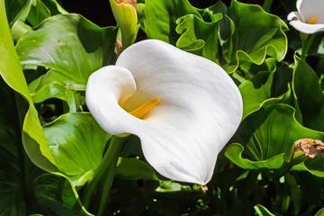 White Arum Lily Growing in Kew Gardens, UK