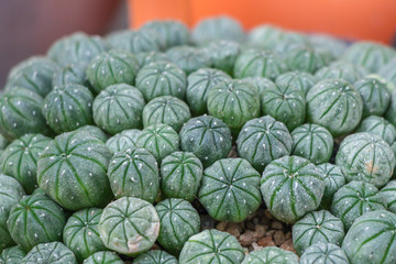 Astrophytum myriostigma cactus, (common names: bishop's cap cactus, bishop's hat) is a species of cactus.