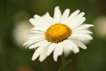 Obraz premium Flower - daisy