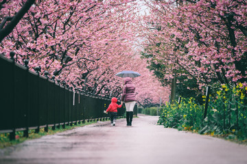 mom and son walking along cherry blossom trees road