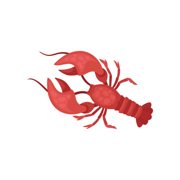 Lobster with bright red shell and long antennae. Crayfish with large claws. Marine creature. Sea animal. Flat vector design