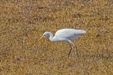 Yellow Billed Egret Bird Hunting for Insects