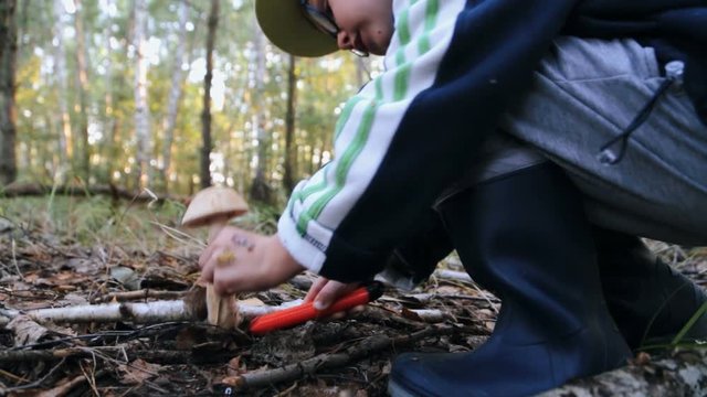 The boy collects mushrooms in the forest