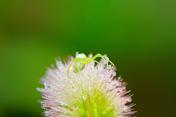 Fototapeta premium crab spider