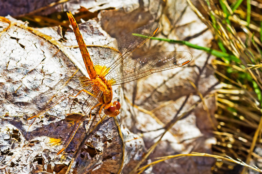 Orange Wandering Glider Dragonfly