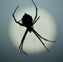 Closeup of backlit argiope spider with big blurred sun at dawn