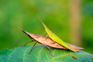 negative locust mating on green leaf in the wild