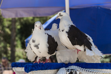 A pair of pigeons under an umbrella
