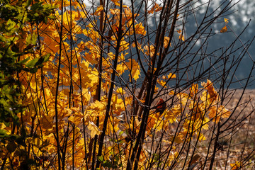 Barwy jesieni na Podlasiu