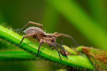 Wolf spider on green leaf in the wild