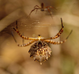 Large spider in foreground and baby spider out of focus, Argiope lobata