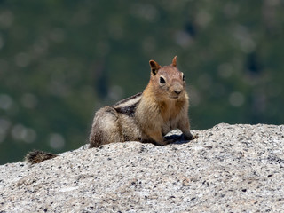 Naklejka na ściany i meble Yosemite valley national park, mountain nature, wild squirrel, California, USA