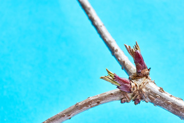 Close-up of fresh red green springtime  buds on old branche against a light blue background with shallow depth of field and copy space as concept of growth and new life.
