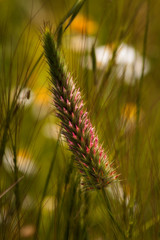 ESPIGA ENTRE RAMAS VERDES