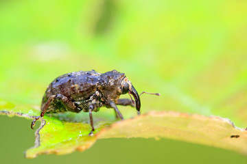 weevil