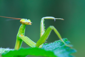 tenodera mantis