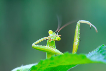 tenodera mantis