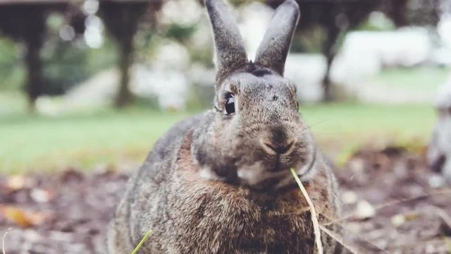 Small gray rabbit chews grass as it spins
