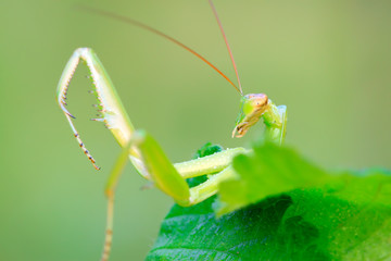 tenodera mantis
