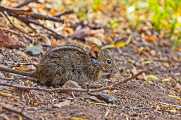 Four-Striped Grass Mouse feeding