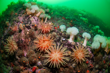 Underwater seascape and sea anemone in the St-Lawrence Estuary