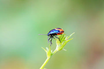 Naklejka premium black stinkbug larvae on green leaf