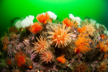 Fototapeta na wymiar Underwater seascape and sea anemone in the St-Lawrence Estuary