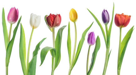 Row of colorful tender tulips on white background.