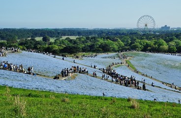 Nemophila (Baby Blue Eyes) field at Hitachi Seaside Park, Hitachinaka, Ibaraki, Japan